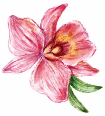 Orchidee